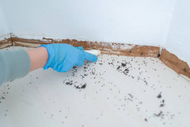 Best Pest Control Treatment  in Shively, KY